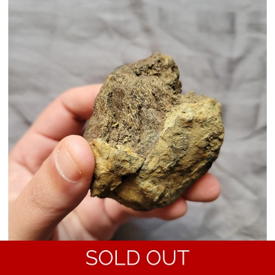 Rare Unusual Tyrannosaurus Rex T-Rex Bone End Fossil Nodule Theropod Dinosaur Rare Unusual Tyrannosaurus Rex T-Rex Bone End Fossil Nodule Theropod Dinosaur